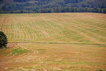 A yellow autumn field on the edge of the forest is cut in half by a country road. Yellow and green surface covered with the pattern of a wheel traces.