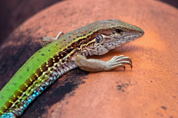 The Giant ameiva Also know as Ameiva ameiva on the roof. The green lizard from the Cerrado of central-eastern Brazil. Animals defender. Animal world. Biodiversity.Earthy species.