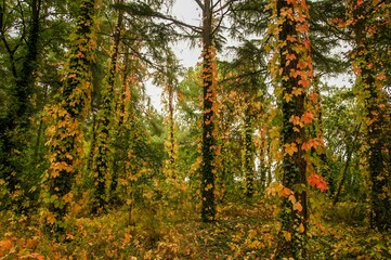 autumn leaves in the forest