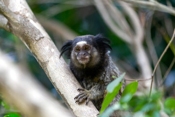 The face of the monkey in the forest. The Black-tufted marmoset also know as Mico-estrela is a typical monkey from central Brazil. Species Callithrix penicillata. Animal lover. Wildlife.
