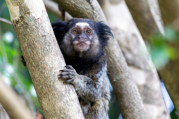 The monkey on the tree. The Black-tufted marmoset also know as Mico-estrela is a typical monkey from central Brazil. Species Callithrix penicillata. Animal lover. Wildlife.