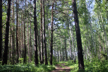 The dirt road in the green forest is barely visible. On both sides of it are pines and birches. The blue sky shines through the trees.