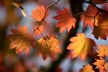 Backlit maple tree leaves in autumnal shades