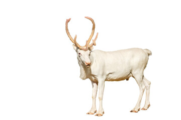 northern new year white deer isolated on white background