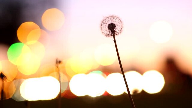 The silhouette of a dandelion against the background of sunset and evening lights.
