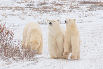 Three polar bears with one about to stand up, another sniffing the ground, and mother, mom bear facing camera. Intersted and engaged on snowy landscape taken in tundra Churchill, Manitoba. 