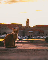 Orange cat standing by the sea in the harbour of Dubrovnik town, observing the golden sunset above the ancient town. Outline of the city in the background as a church belltower rises above everything
