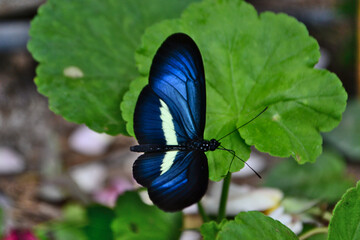 Mariposa azul en Tuluá, Colombia