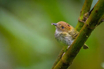 Lophotriccus pileatus pileatus