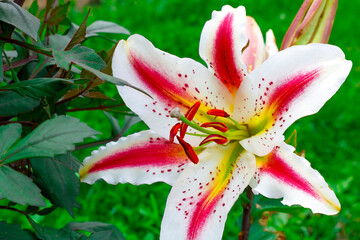 Three-color Lily flower variety Playtime on a green background. Hello spring. Hello summer