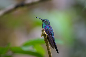 Thalurania furcata viridipectus