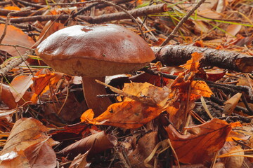 Podgrzybek brunatny