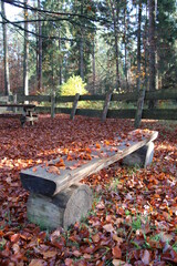 Nordpfad Zevener Geest im Herbst, Sitzbank mit Buchenlaub im Herbstwald
