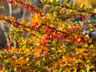barberry with red berries