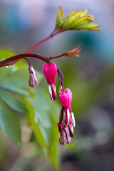 pink violet Flower blossom bleeding heart, latin Lamprocapnos spectabilis, and wonderfull bokeh