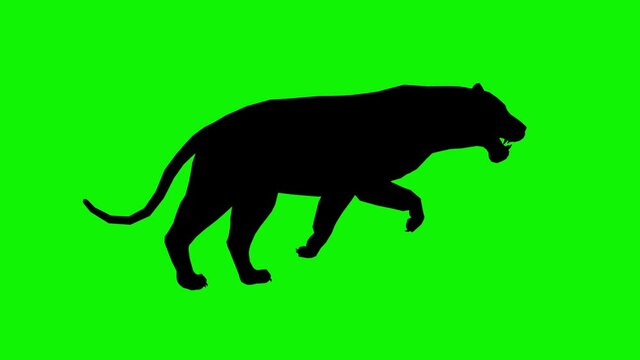 Isolated adult cat runing forward on a green screen. Silhouette, figure, shape of a cat runing on a chroma key background.