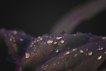 Detail of a dark green kohlrabi leaf with dew drops in the rising morning light