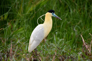 Capped heron in the Pantanal, Brazil