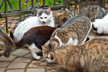Naklejka na ściany i meble A pack of stray cats eats from the asphalt. Many stray cats close up. Multicolored cats eat food.