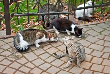 A pack of stray cats eats from the asphalt. Many stray cats close up. Multicolored cats eat food. Gray cat scratches his head.