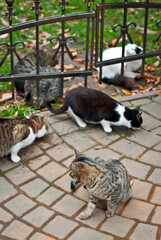 A pack of stray cats eats from the asphalt. Many stray cats close up. Multicolored cats eat food.