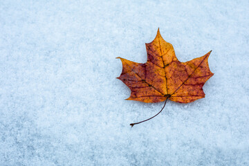 Maple leaf on white snow