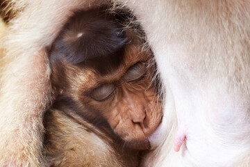 The Monkey Breastfeeding