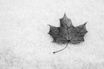Maple leaf on white snow