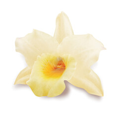 Fototapeta na wymiar Vanilla flower isolated on white background