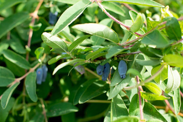 honeysuckle berries on a concrete background.