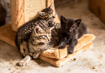 Süße Babykatzen