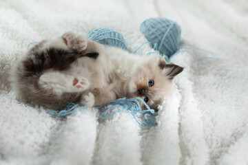 fluffy kitten on white in a plaid. Bicolor Rag Doll Cat with blue ball