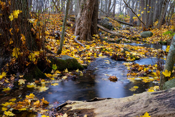 Autumn colored leafs  in the woods next to a small stream with waterfall at Lummelunda on the island of Gotland, Sweden