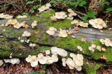 Buchen-Schleimrübling, mucidula mucida