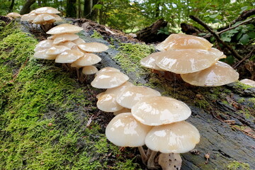 Buchen-Schleimrübling, mucidula mucida
