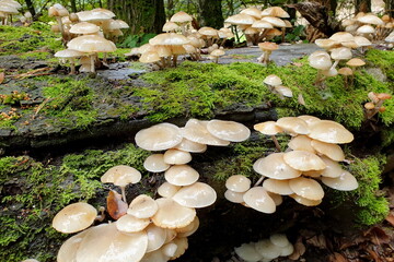 Buchen-Schleimrübling, mucidula mucida