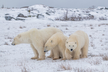 Three polar bears with mom and two cubs, one yearling baby starting to walk directly towards the camera. Snowy landscape, white tundra background in Churchill, Manitoba, Canada. 