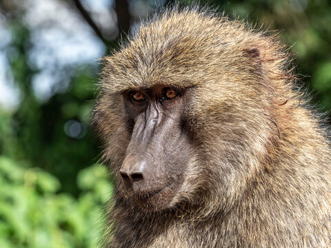Adult olive baboon (Papio anubis), Ngorongoro Conservation Area, Tanzania