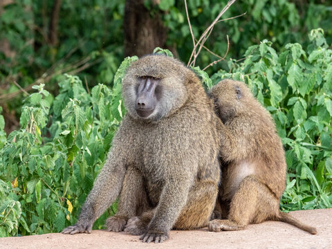 Olive baboons (Papio anubis) grooming each other in Ngorongoro Conservation Area, Tanzania
