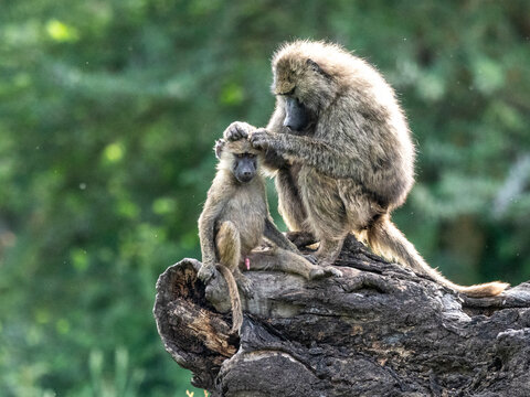 Olive baboons (Papio anubis) grooming each other in Ngorongoro Conservation Area, Tanzania