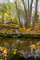 Autumn colored leafs next to an small stream in forest landscape