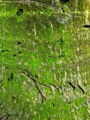 green moss on the tree