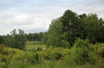Because of the bushes and trees view of the clearing. Summer landscape.