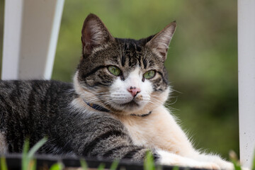 Naklejka na ściany i meble A beautiful tabby cat with green eyes resting under the table in the garden. Animal world. Pet lover. Animals defender. Cat lover. American Wirehair.