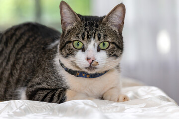 A beautiful gray and white spotted male cat with green eyes over table. Animals defender. Animal world. Pet lover.Cat lover. American Wirehair.