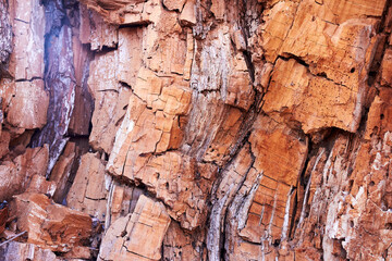 Closeup fragments of old rotten trunk of willow tree. Abstract from the tree trunk (textures, pattern)
