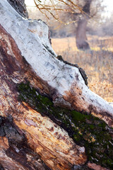 Closeup fragments of old trunk of willow tree