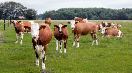 Fototapeta na wymiar cows in a pasture in germany