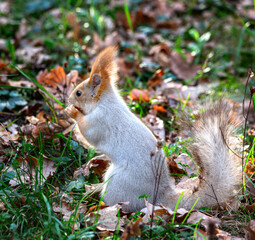 Fluffy grey squirrel in the autumn leaves.