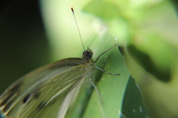 butterfly on a leaf